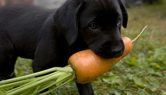 8 Fruits And Vegetables That Keep Your Dog Healthy And Fit