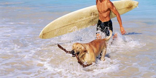 7 Places To Take Your Dog For A Delightful Outing