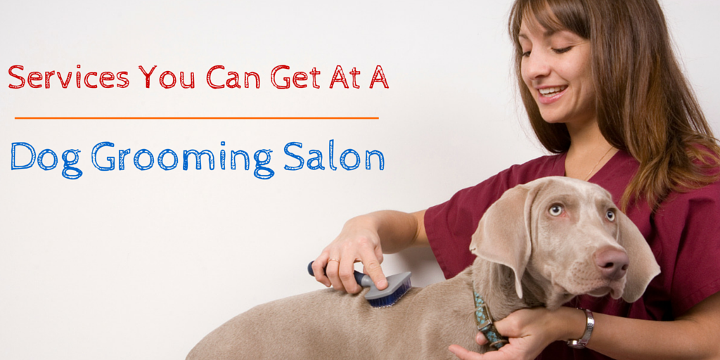 Various Services You Can Expect At A Salon For Dogs