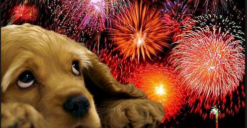 Take Extra Care Of Your Pets This Diwali