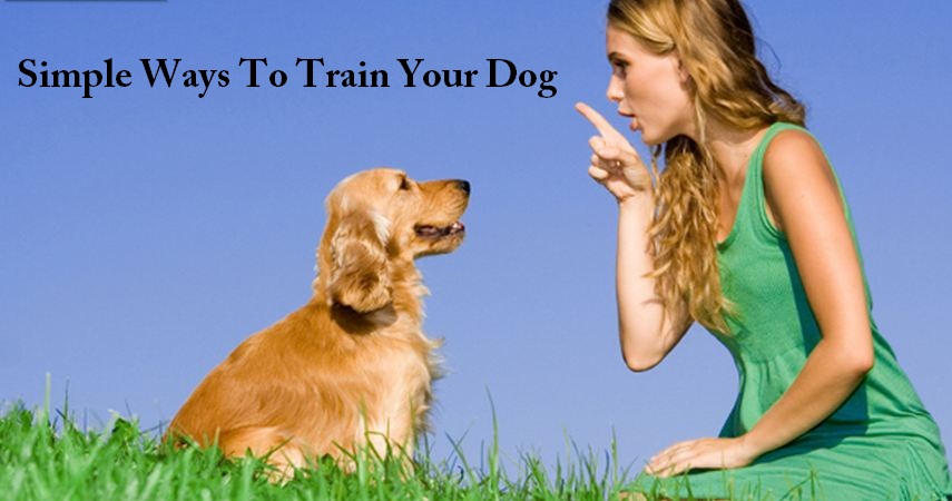 Easy Tips For Effective Dog Training Sessions