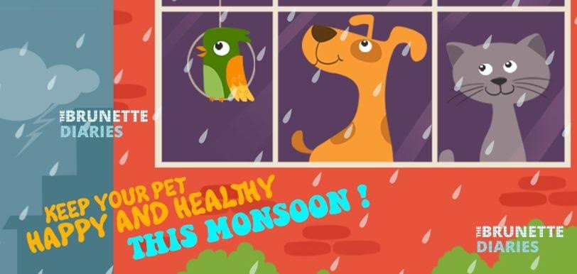Monsoon Season Pet Care Dos And Don’ts
