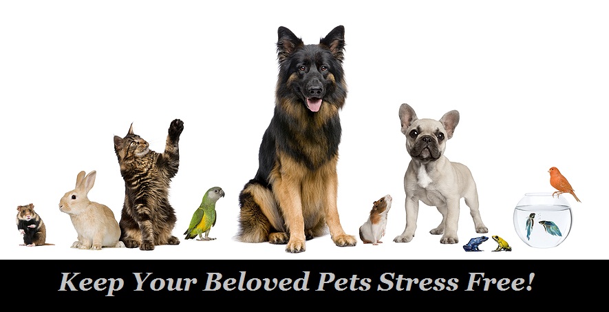 Keep Your Beloved Pet Stress Free!