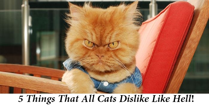5 Things That Cats Dislike Like Hell