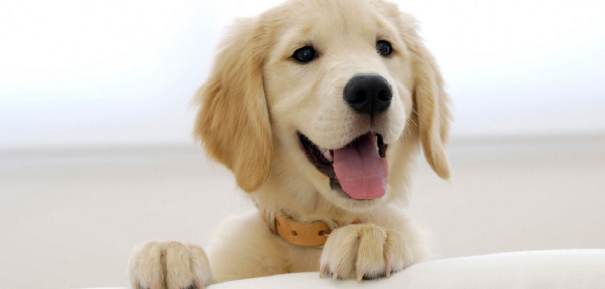 Top 4 tips for puppy care
