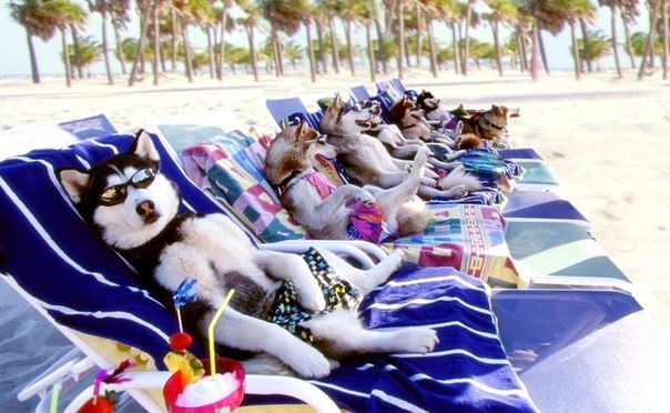 Places you should take your dogs on vacation