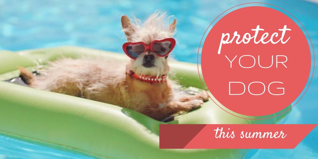 Things You Can Do To Protect Your Dog During Summers