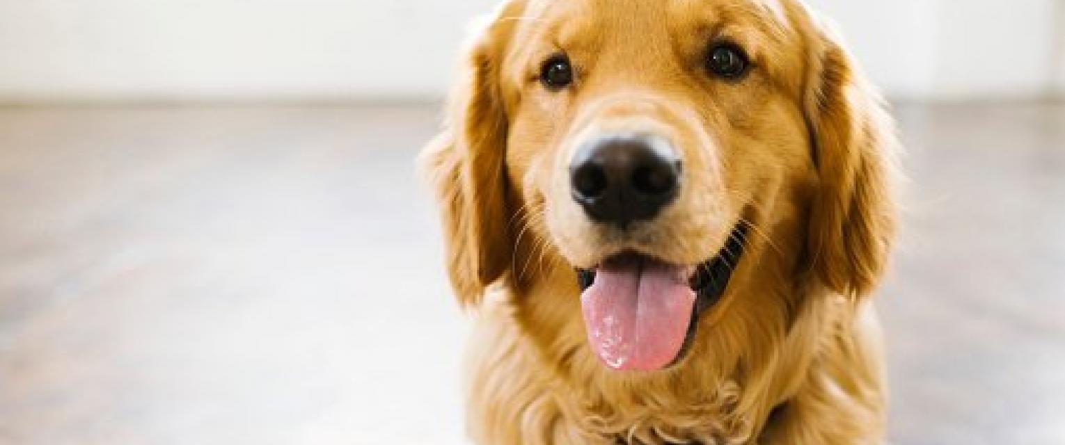 Did You Know That You Could Be Spreading These 5 Diseases To Your Dog?