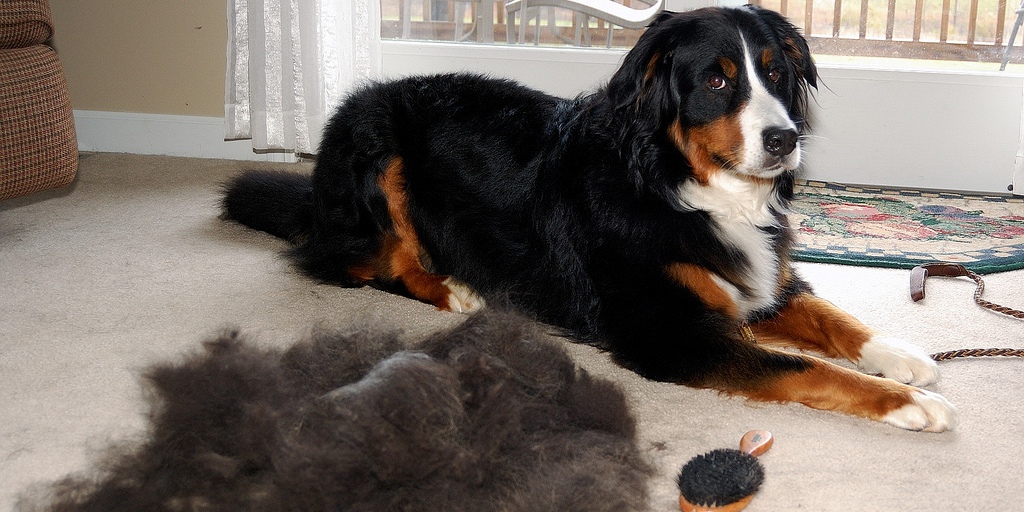 Grooming Tips To Curb Excessive Shedding In Dogs