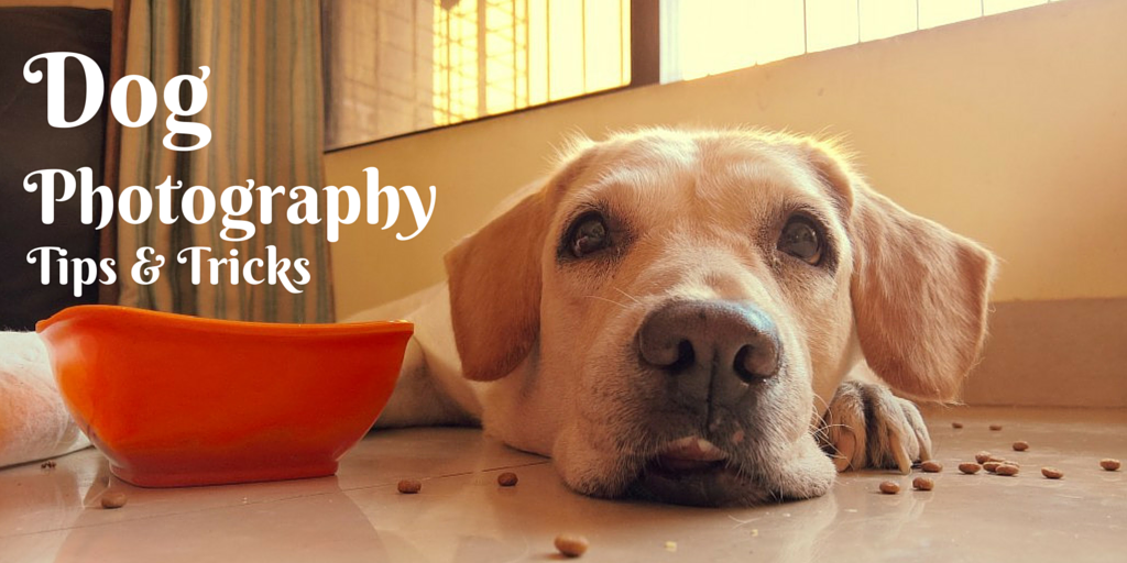 Pet Tips: How To Photograph Your Pet The Right Way!
